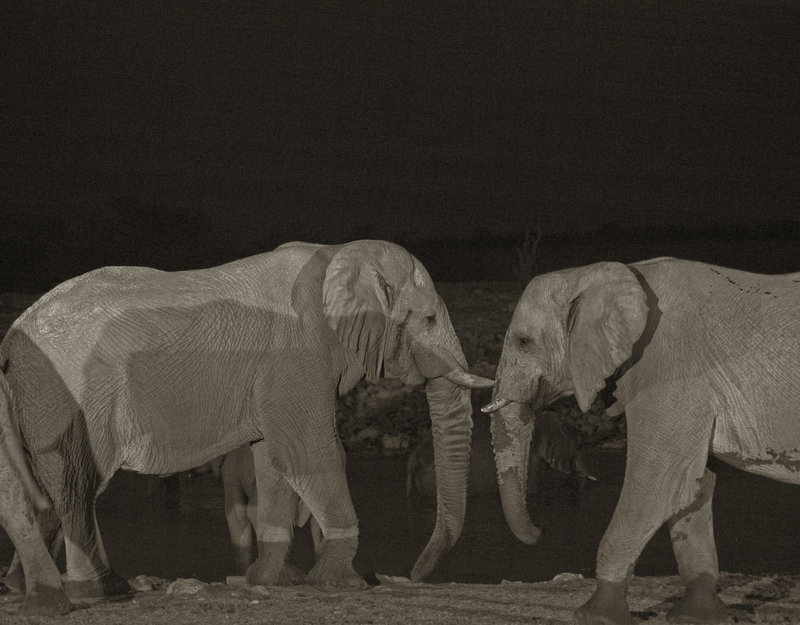 Okaukuejo, African Elephant